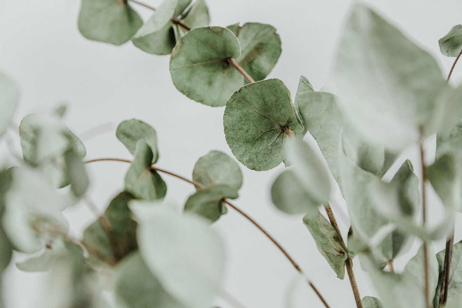 Nos tissus aux feuilles d'eucalyptus