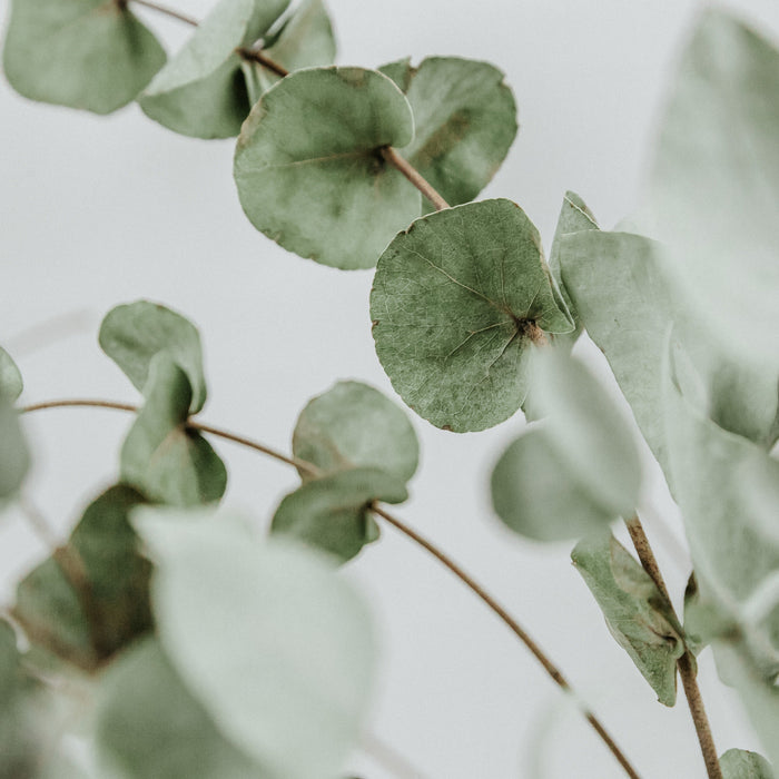 Nos tissus aux feuilles d'eucalyptus