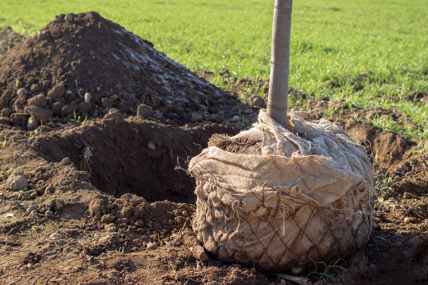 De la toile de jute pour protéger les arbres, troncs, végétaux et plantations