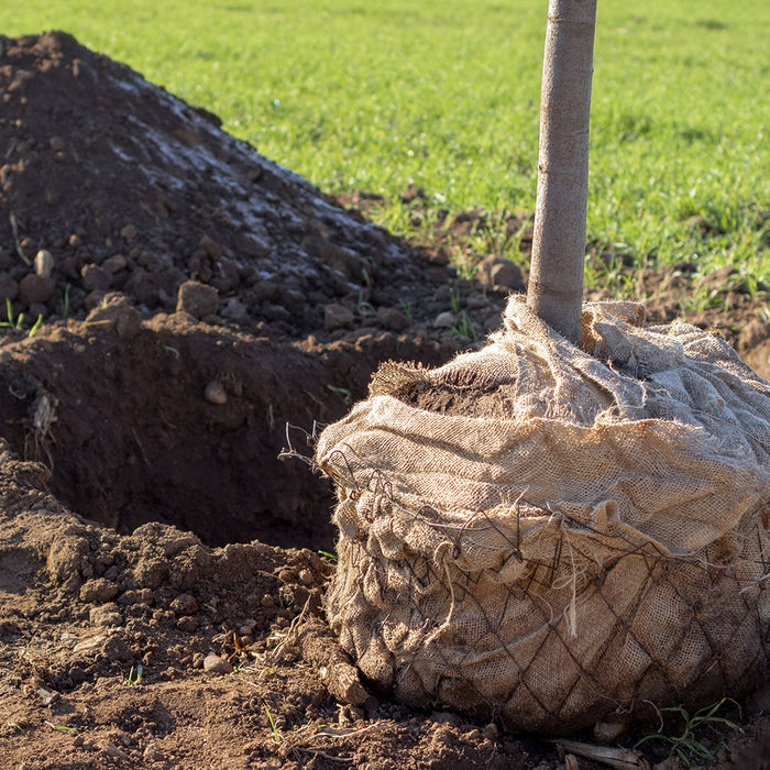 De la toile de jute pour protéger les arbres, troncs, végétaux et plantations