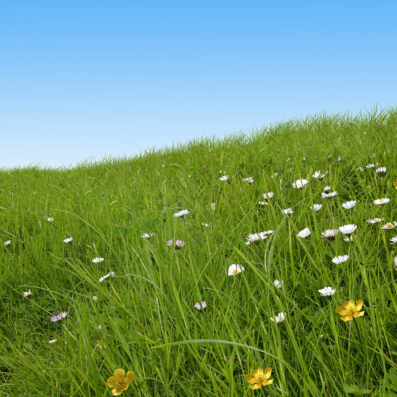 Vert l'infini, vert la prairie ! - TissusPapi.com
