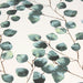 Tissu de coton demi-natté blanc aux feuilles d'eucalyptus vertes - Oeko-Tex