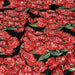 Tissu popeline de coton aux fleurs de roses rouges fond noir - tissuspapi